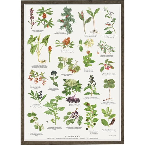 poisonous berries found in nature, poisonous berries from nature