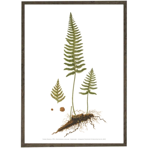 Engelsød A2 - Art Print