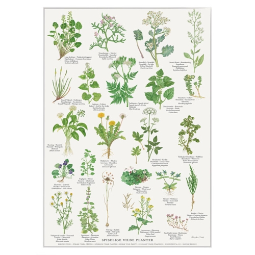 A4 PRINT - Edible wild plants