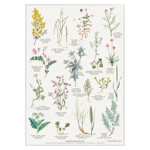 PRINT A4 - Beach Plants