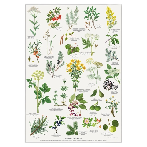 A4 Print - Spiced Schnapps