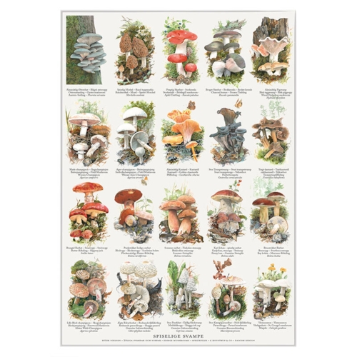 A4 Print - Edible Mushrooms