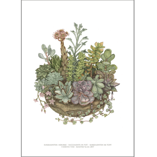 ART PRINT A3 - Succulents in a Pot