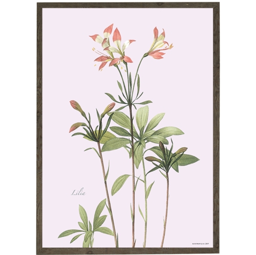 Lily - ART PRINT - CHOOSE SIZE
