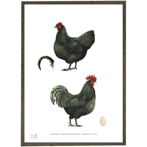 Australorps - Chicken - Art Print - Choose Size
