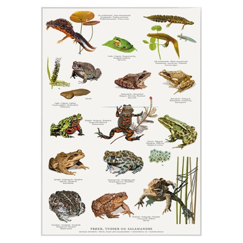 A4 Print - Frogs, Toads and Salamanders