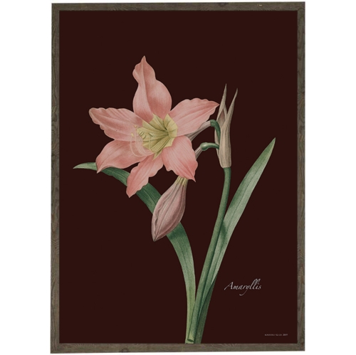 Amaryllis art print