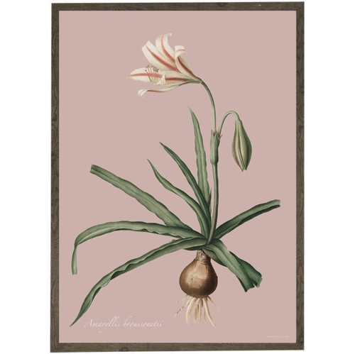 Amaryllis Broussonnetii pink - ART PRINT - CHOOSE SIZE