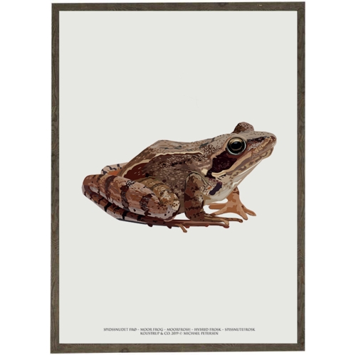 Pointed-snout frog art print