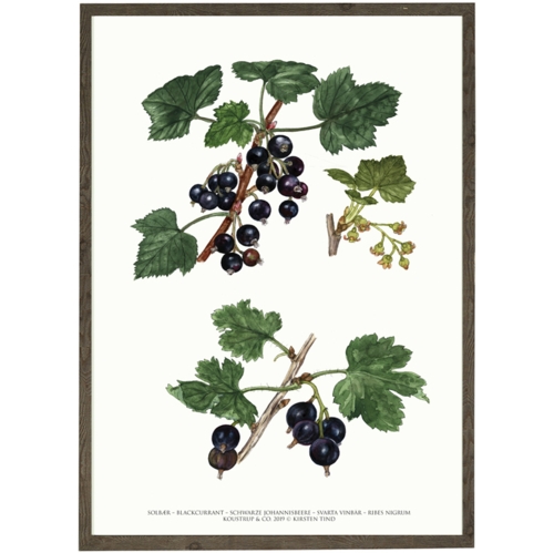 Blackcurrant art print