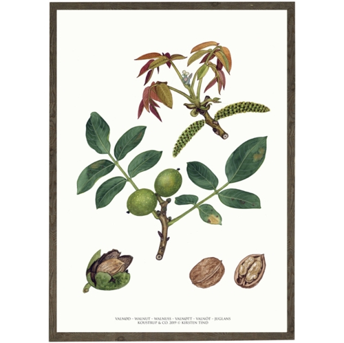Walnut art print