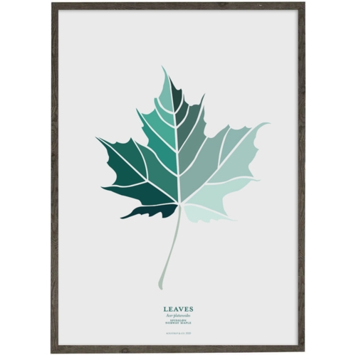 Spidsløn Leaf (petrol) - ART PRINT - CHOOSE SIZE