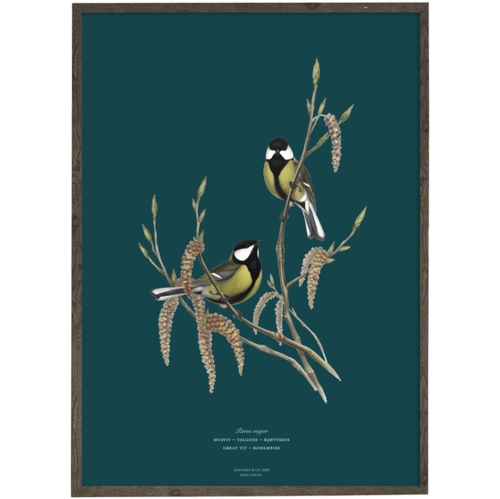 Great Tit (petrol) - ART PRINT - CHOOSE SIZE