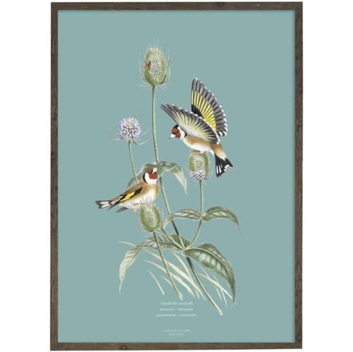 Goldfinch (light blue) - ART PRINT - CHOOSE SIZE
