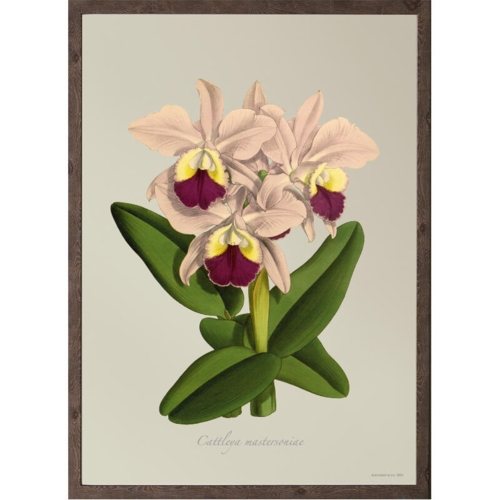 Cattleya mastersoniae - ART PRINT - CHOOSE SIZE