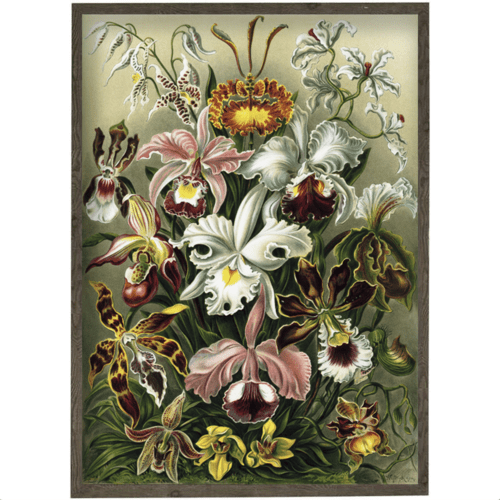 Orchids - ART PRINT - CHOOSE SIZE