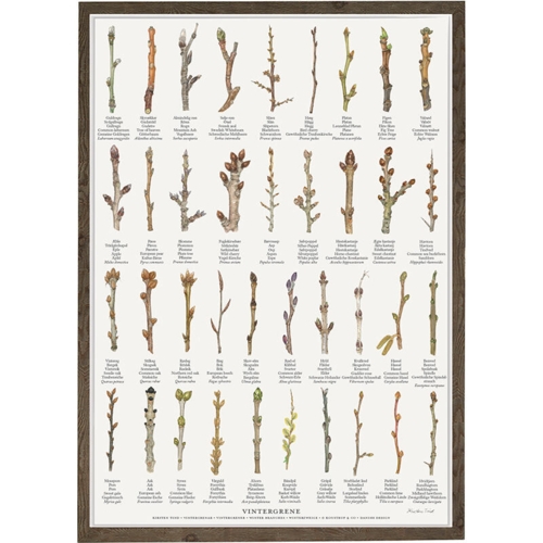 tell the difference between garden trees and shrubs in winter