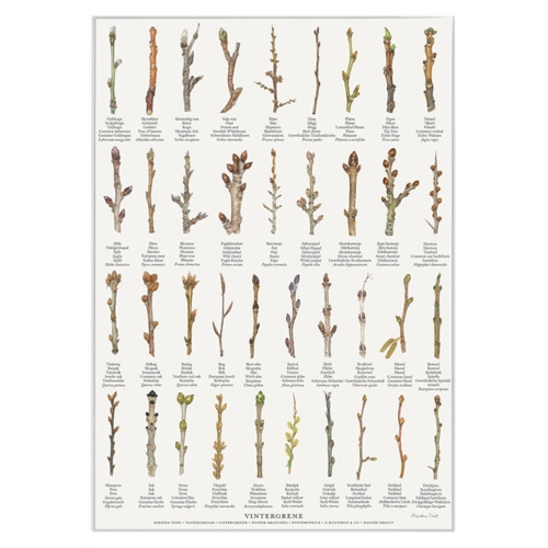 PRINT A4 - Winter Branches