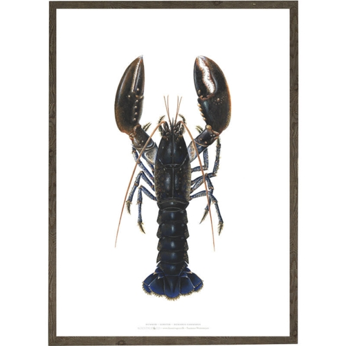 Lobster - Art Print - Choose Size