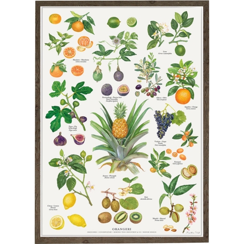 poster with orangery plants