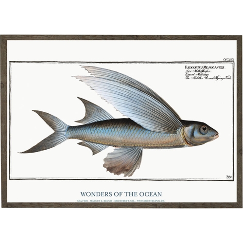 Exocoetus mesogaster - ART PRINT - CHOOSE SIZE