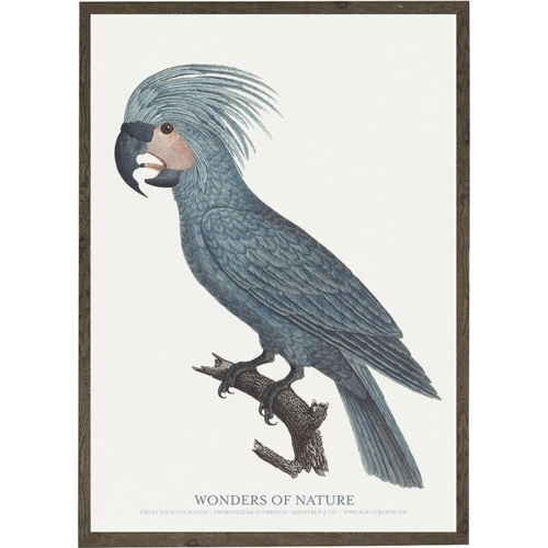 Great palm cockatoo - ART PRINT - CHOOSE SIZE