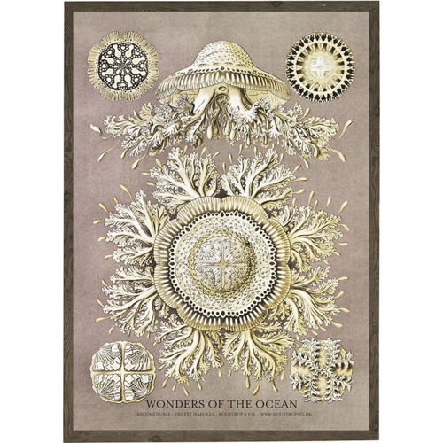 Discomedusae - ART PRINT - CHOOSE SIZE