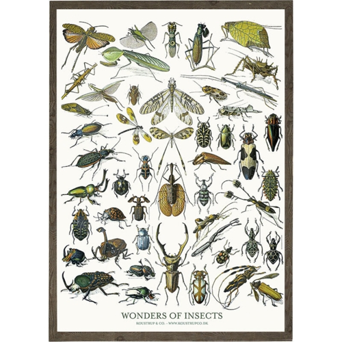 Insects - ART PRINT - CHOOSE SIZE