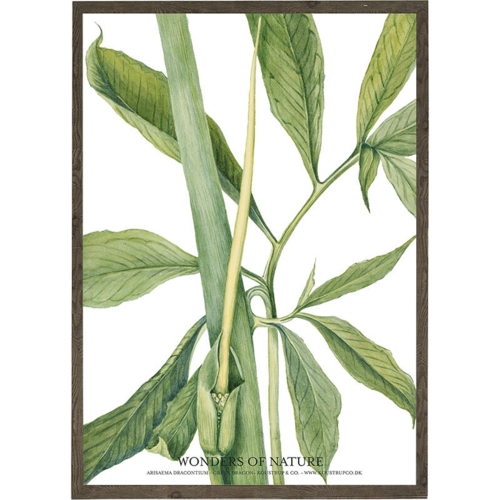 Arisaema dracontium - ART PRINT - CHOOSE SIZE