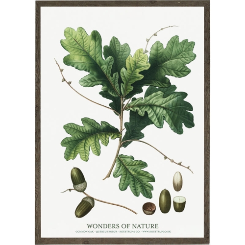 Common oak - ART PRINT - CHOOSE SIZE