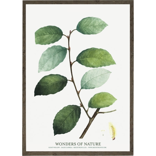 Goat willow - ART PRINT - CHOOSE SIZE