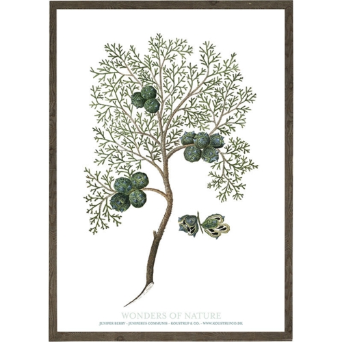 Junipeer berry - ART PRINT - CHOOSE SIZE