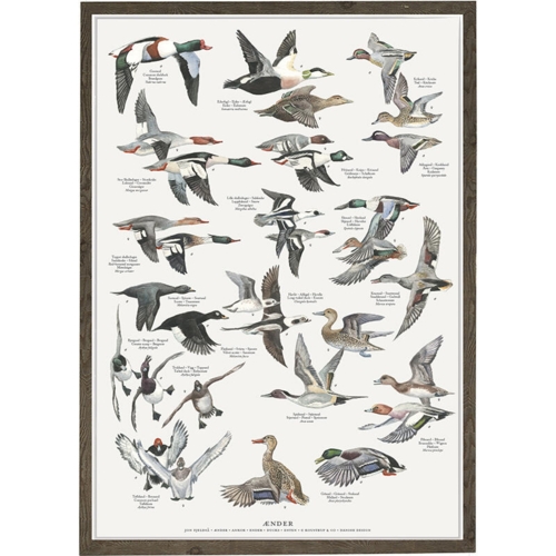 DUCKS - A2 Poster