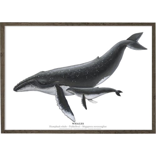 Humpback Whale - ART PRINT - CHOOSE SIZE