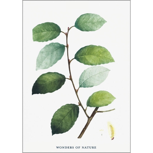 Leaves - A5 single card