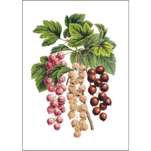 Redcurrants - A5 single card