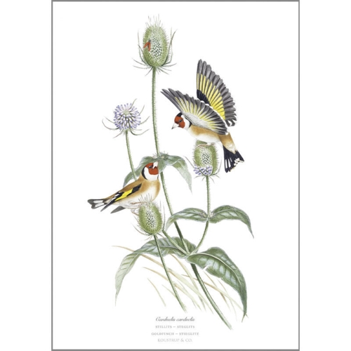 Goldfinch - A5 single card
