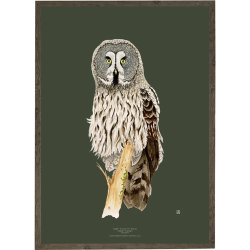 Great Grey Owl - ART PRINT - CHOOSE SIZE