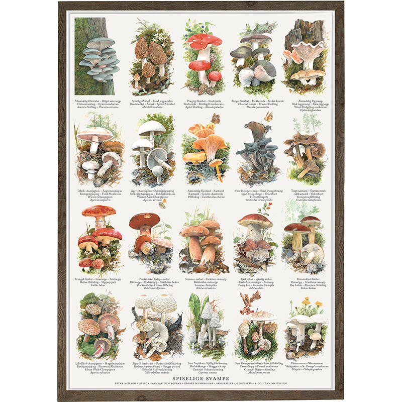 EDIBLE MUSHROOMS - Poster A2