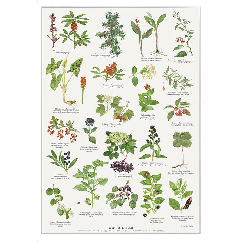 POISONOUS BERRIES - Poster A2
