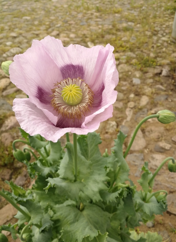 POISONOUS PLANTS - A2 Poster