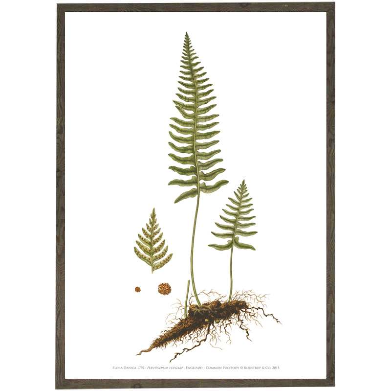 Engelsød A2 - Art Print