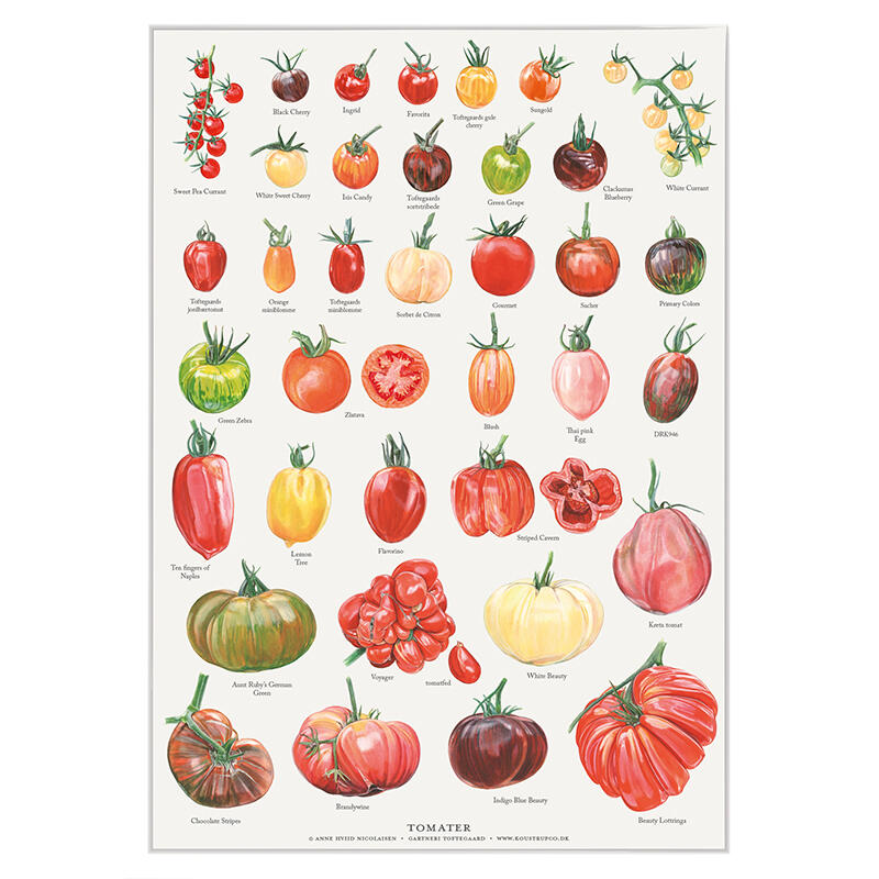 TOMATOES - Poster A2