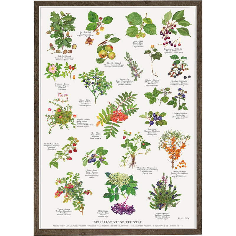 EDIBLE WILD FRUITS - Poster A2