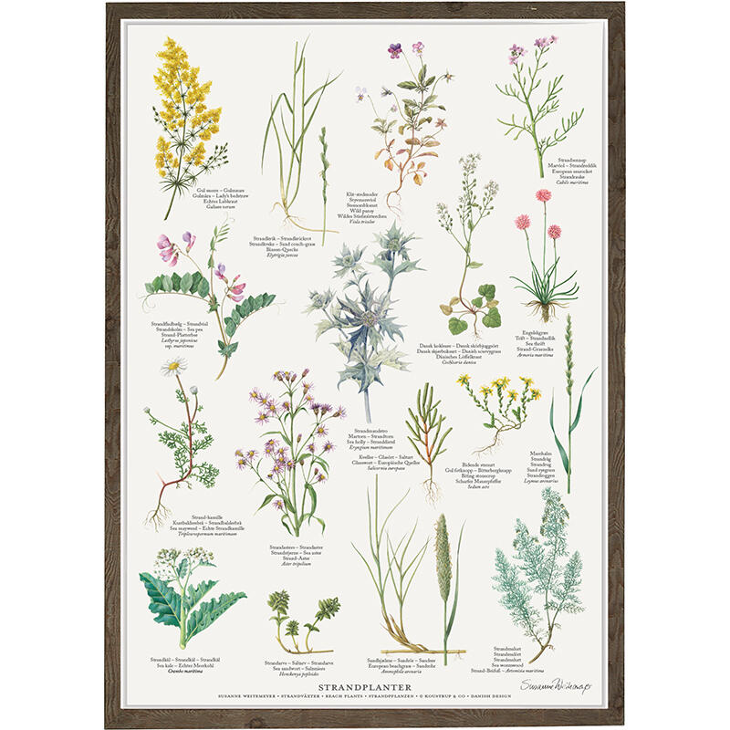 plants on the beach, beach plants, sea kale, sea rocket