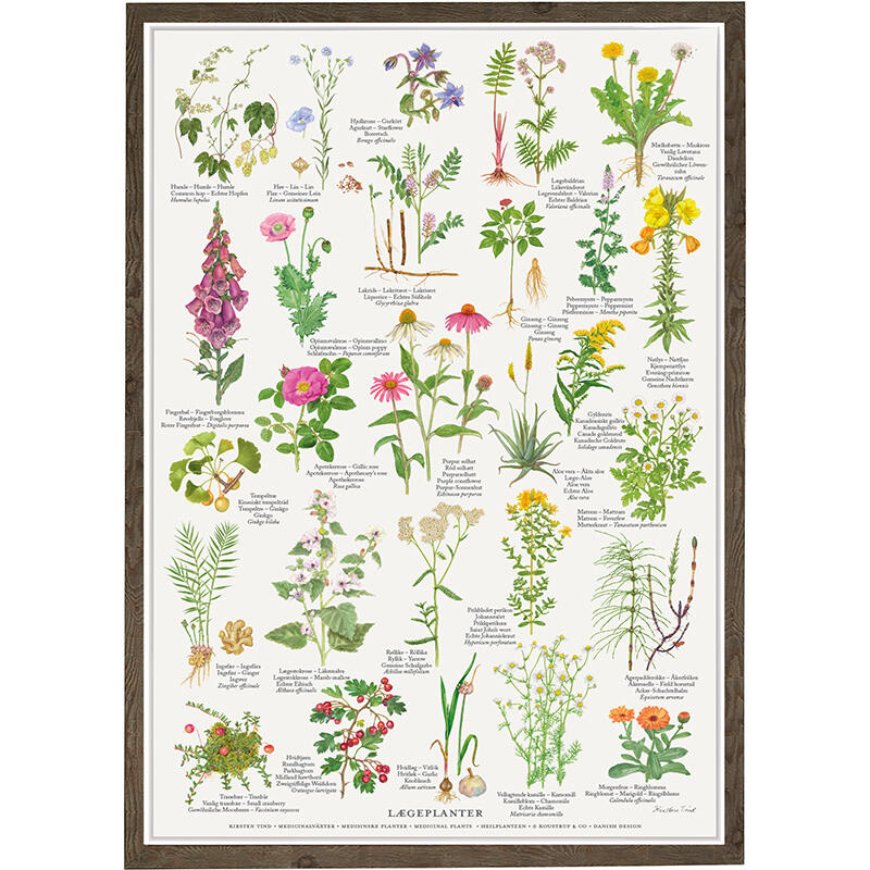 A4 Print - Medicinal Plants