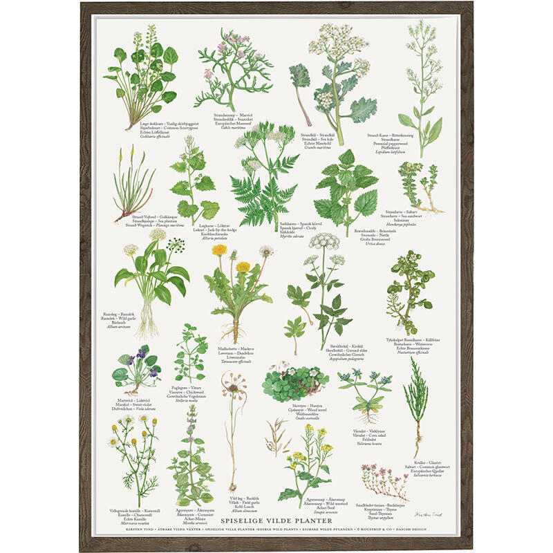 A4 PRINT - Edible wild plants