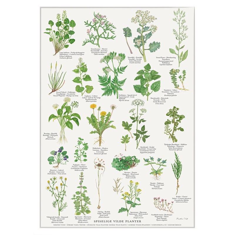 A4 PRINT - Edible wild plants