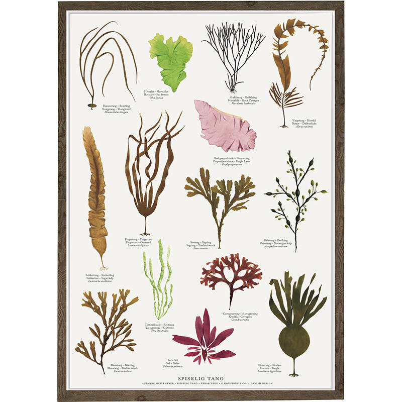 A4 Print - Edible Seaweed