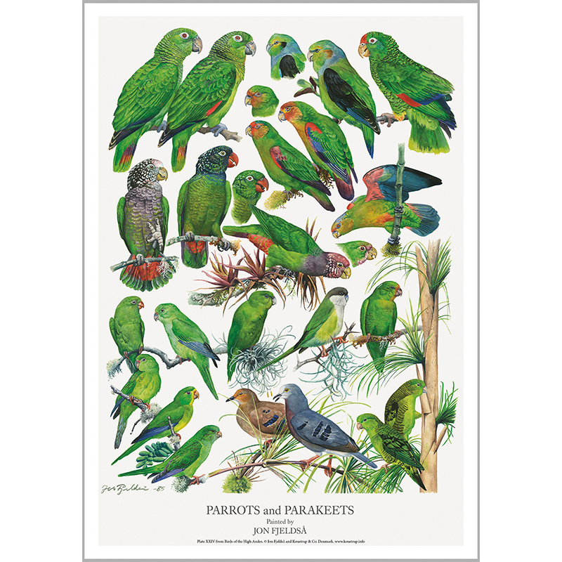 A4 PRINT - Green Parrots